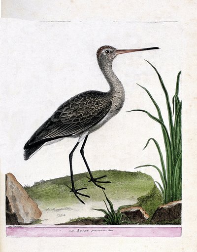 Carte zoologique (ornithologie) : barge à queue noire (limosa limosa). Illustration dans « L