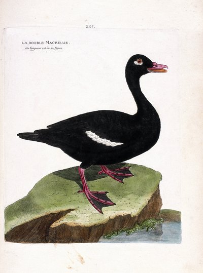 Planche zoologique (ornithologie) : macreuse brune (melanitta fusca). Illustration dans « L