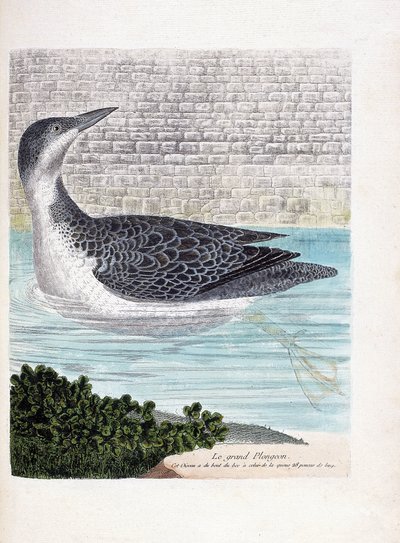Carte zoologique (ornithologie) : plongeon imbrin (gavia immer). Illustration dans « L
