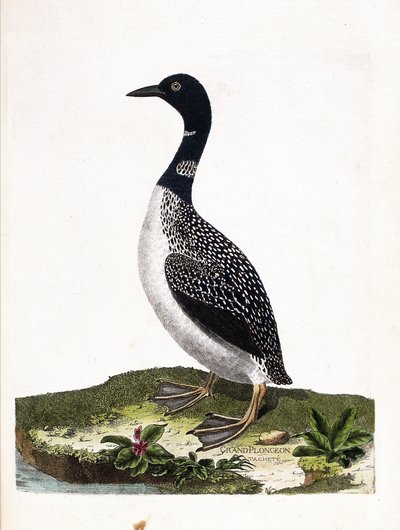 Carte zoologique (ornithologie) : plongeon imbrin (gavia immer). Illustration dans « L