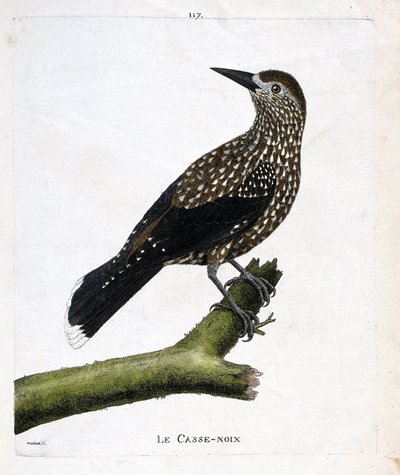 Tableau zoologique (ornithologie) : le casse-noix (nucifraga caryocatactes) sur une branche. Illustration dans « L