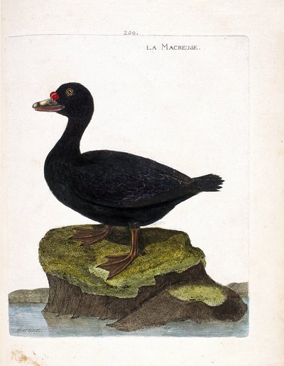 Planche zoologique (ornithologie) : le macreuse (macreuse noire ou melanitta nigra). Illustration dans « L
