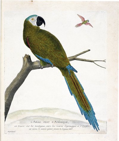Planche zoologique (ornithologie) : Aras verts américains (Ara vert ou ara severa) sur une branche. Illustration dans « L