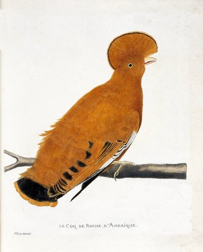 Planche zoologique (ornithologie) : Coq de roche américain (coq orange ou rupicola rupicola) sur une branche - Francois Nicolas Martinet