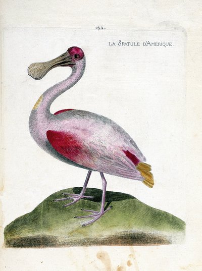 Carte zoologique (ornithologie) : spatule rosée (platalea ajaja). Illustration dans « L