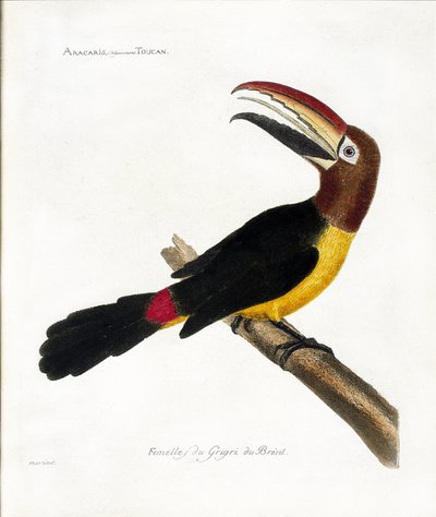 Planche zoologique (ornithologie) : Aracaris, vulgairement toucan (aracari vert ou pteroglossus viridis) - Francois Nicolas Martinet