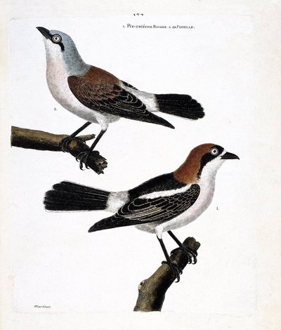 Planche zoologique (ornithologie) : En bas : la pie-grièche à tête rousse (lanius senator) et sa femelle (pie-grièche écorcheur ou lanius collurio) sur la branche supérieure. - Francois Nicolas Martinet