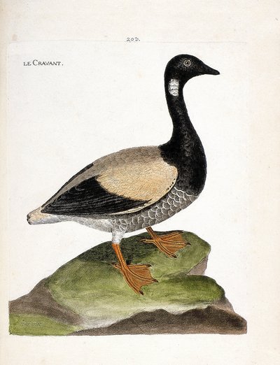 Tableau zoologique (ornithologie) : bernache cravant (branta bernicla). Illustration dans « L