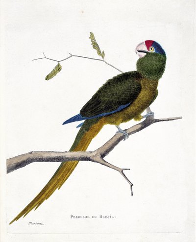 Planche zoologique (ornithologie) : Perruche brésilienne (conure à front rouge ou aratinga canicularis) sur une branche. Illustration dans « L