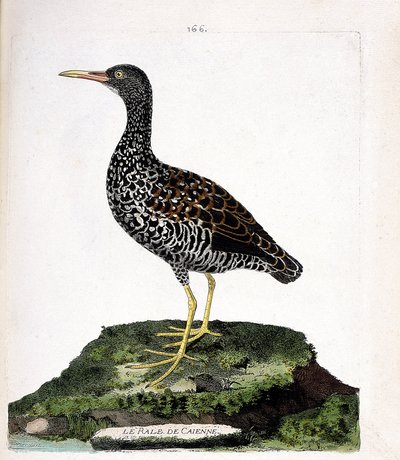 Carte zoologique (ornithologie) : râle de Cayenne (pardirallus maculatus). Illustration dans « L