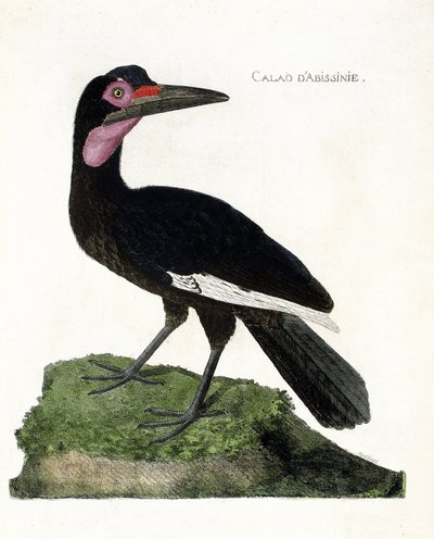 Planche zoologique (ornithologie) : Calao d