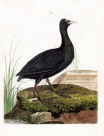 Planche zoologique (ornithologie) : Foulque macroule (macroule cot ou fulica atra). Illustration dans « L