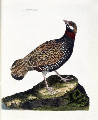 Planche zoologique (ornithologie) : Francolin (francolin noir ou francolinus francolinus). Illustration dans « L