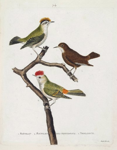 Planche zoologique (ornithologie). De haut en bas : roitelet (triple bandeau ou regulus ignicapilla), troglodyte (troglodyte mignon ou troglodytes troglodytes) et roitelet des hottentots (roitelet à couronne rubis) sur une branche. Illustration dans « L