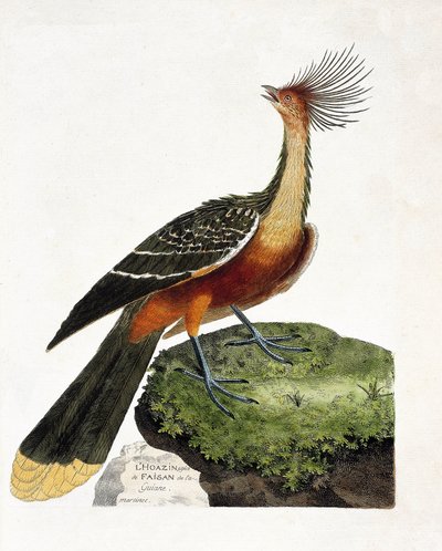 Planche zoologique (ornithologie) : Hoazin (hoazin huppe ou opisthocomus hoazin). Illustration dans « L