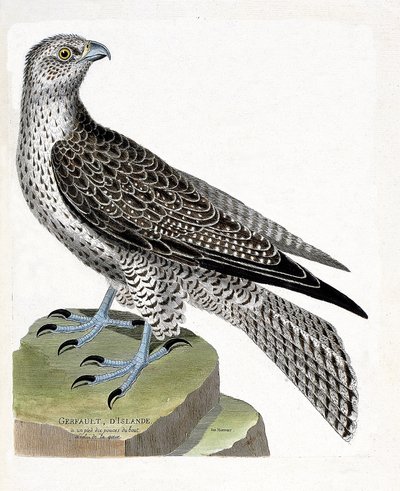 Carte zoologique (ornithologie) : gerfaut islandais (faucon gerfaut ou falco rusticolus). Illustration dans « L