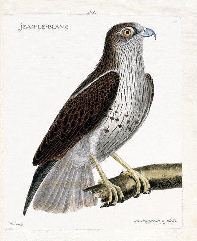 Planche zoologique (ornithologie) : Jean-le-Blanc ou Jean le Blanc (circaète Jean Le Blanc ou circaetus gallicus) sur une branche. Illustration dans « L