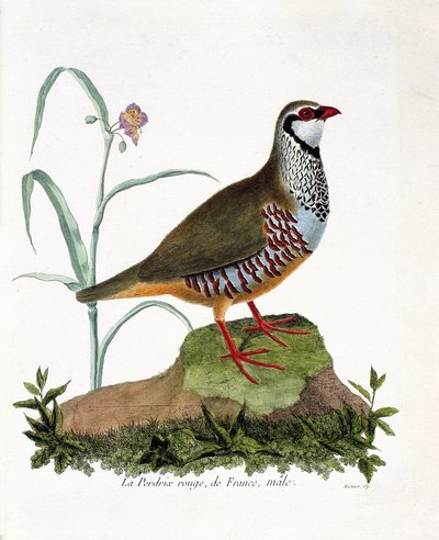 Planche zoologique (ornithologie) : La perdrix rouge de France, mâle (perdrix rouge ou alectoris rufa). Illustration dans « L