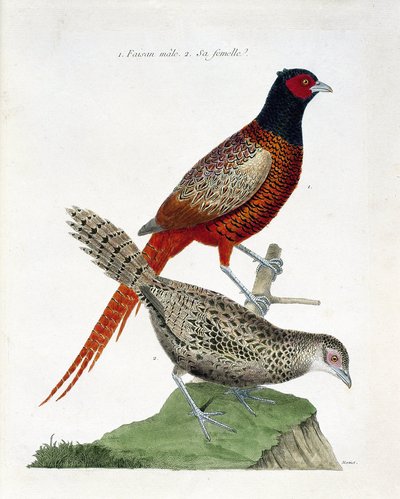 Planche zoologique (ornithologie) : Faisan mâle et femelle (faisan colchide ou Phasianus colchicus). Illustration dans « L