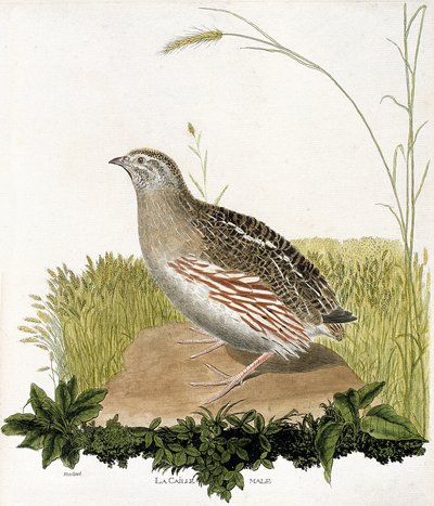 Planche zoologique (ornithologie) : Caille mâle (caille des blés ou coturnix coturnix). Illustration dans « L