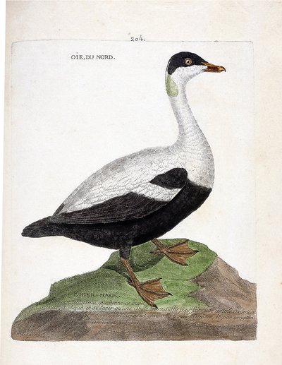 Carte zoologique (ornithologie) : eider à duvet (somateria mollissima). Illustration dans « L