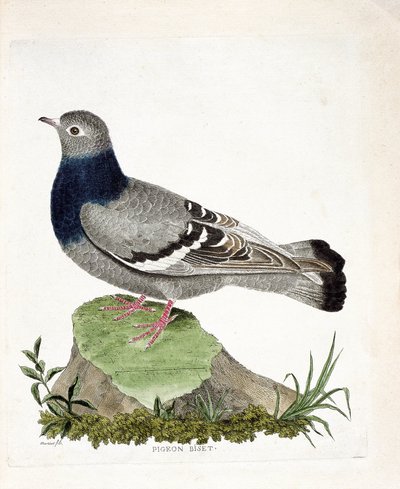 Planche zoologique (ornithologie) : Pigeon biset (Columba livia). Illustration dans « L