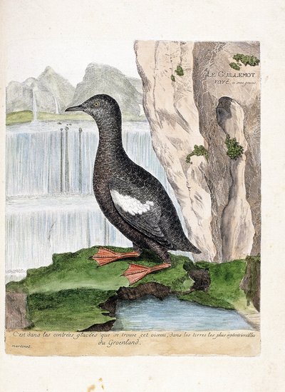 Carte zoologique (ornithologie) : guillemot à miroir (cepphus grylle). Illustration dans « L