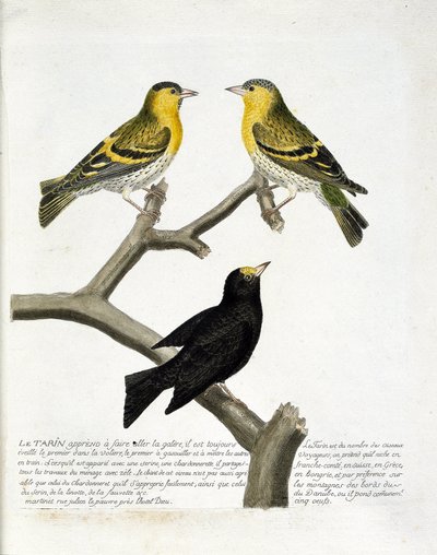 Planche zoologique (ornithologie) : le tarin des aulnes (carduelis spinus). En haut à gauche : mâle, à droite : femelle. En bas : une autre variété. Illustration dans « L