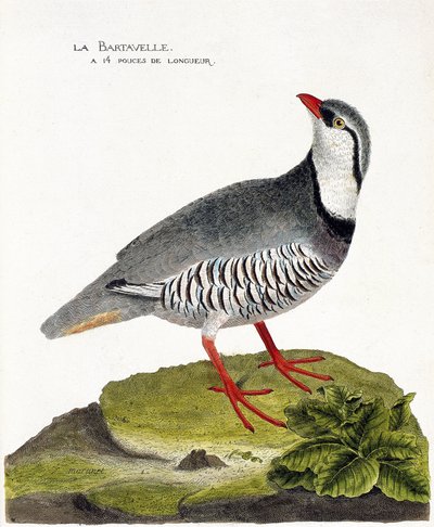 Planche zoologique (ornithologie) : La bartavelle (perdrix bartavelle ou Alectoris graeca). Illustration dans « L