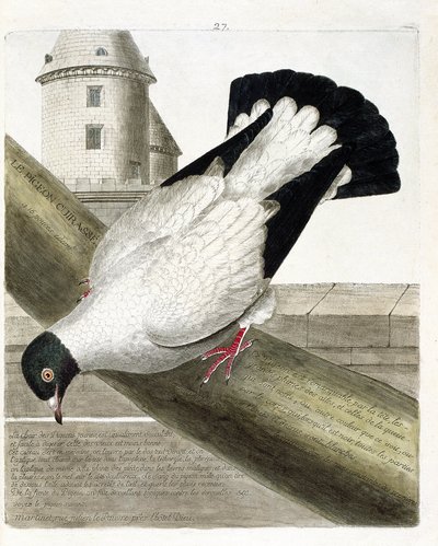 Planche zoologique (ornithologie) : Le pigeon batailleur (columba livia). Illustration dans « L