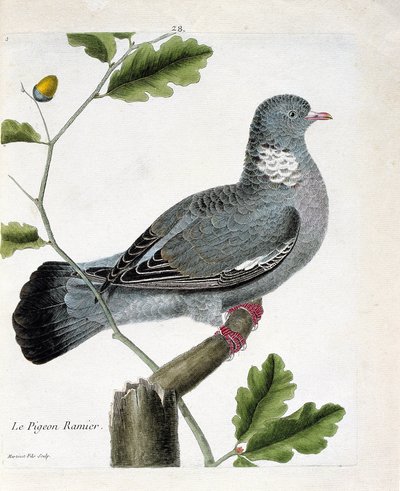Planche zoologique (ornithologie) : Le pigeon ramier (columba palumbus) sur une branche. Illustration dans « L