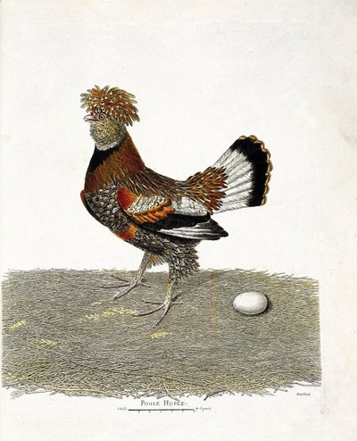 Planche zoologique (ornithologie) : la poule domestique (gallus gallus) et son œuf. Illustration dans « L