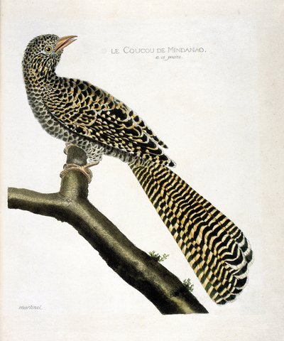 Planche zoologique (ornithologie) : Le coucou de Mindanao (koel cuckoo ou Eudynamys scolopacea) sur une branche. Illustration dans « L