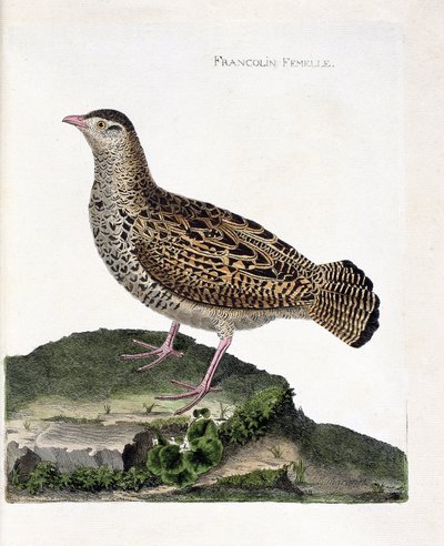 Planche zoologique (ornithologie) : la francoline femelle (francolin noir ou francolinus francolinus). Illustration dans « L