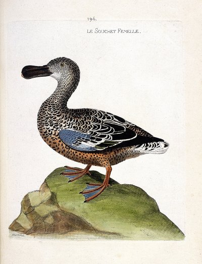 Carte zoologique (ornithologie) : canard souchet femelle (anas clypeata). Illustration dans « L