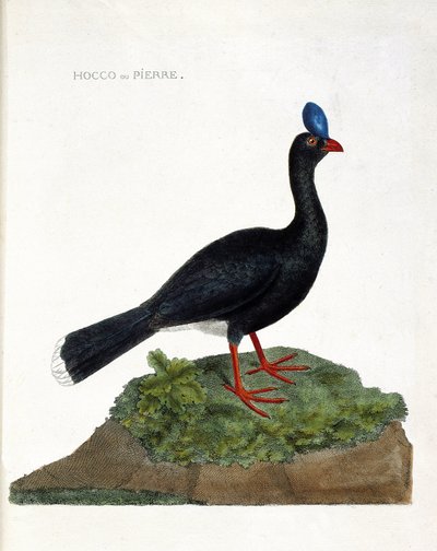 Planche zoologique (ornithologie) : Le hocco ou pierre (Hocco à pierre ou pauxi pauxi). Illustration dans « L