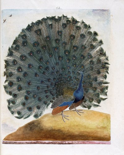 Planche zoologique (ornithologie) : Le paon faisant la roue (paon bleu ou Pavo cristatus). Illustration dans « L