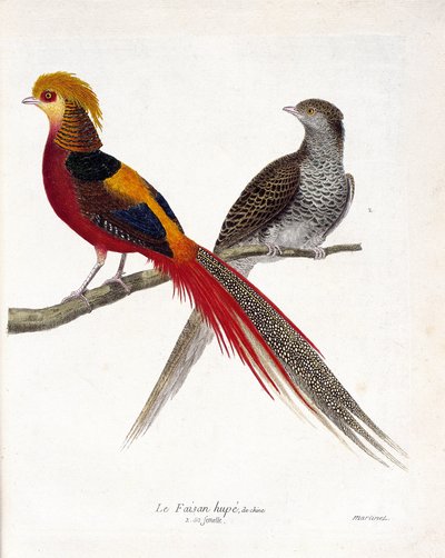 Planche zoologique (ornithologie) : le faisan de Chine et sa femelle (faisan doré ou chrysolophus) sur une branche. Illustration dans « L