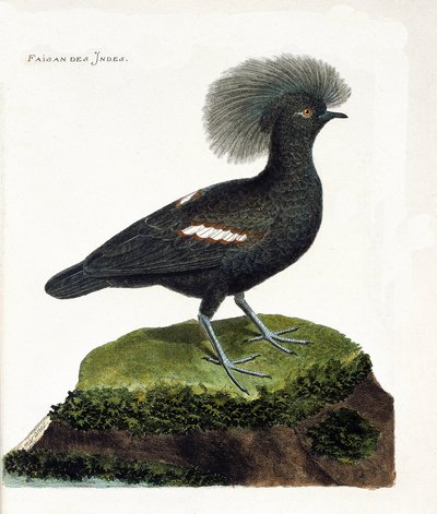 Planche zoologique (ornithologie) : Le faisan d