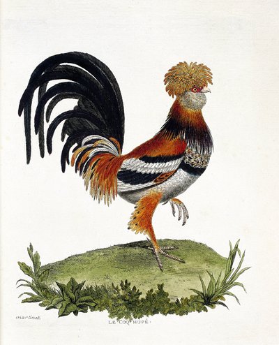 Planche zoologique (ornithologie) : Le coq (coq domestique ou gallus gallus). Illustration dans « L
