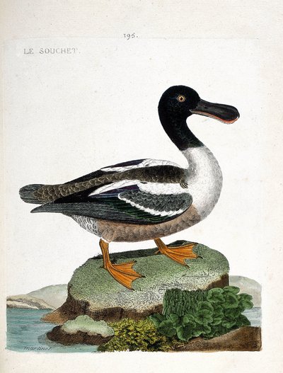 Planche zoologique (ornithologie) : canard souchet (anas clypeata). Illustration dans « L