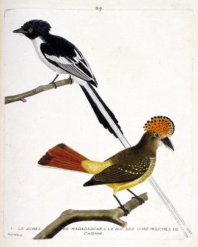 Planche zoologique (ornithologie). En haut : schel de Madagascar (tchitrec malgache ou terpsiphone mutata). En bas : roi des gobemouches (gobemouche ou roi des gobemouches) de Cayenne (Gobemouche couronné ou onychorhynchus coronatus). Illustration dans « L - Francois Nicolas Martinet