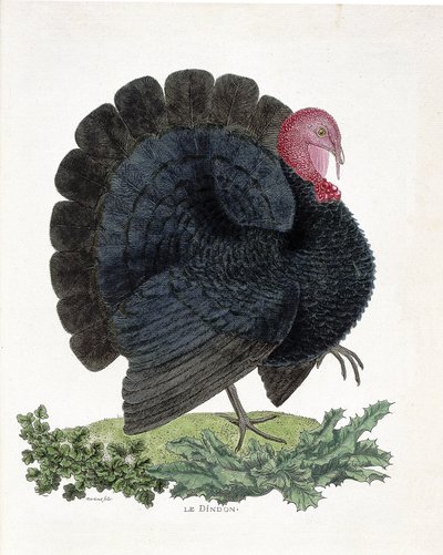 Planche zoologique (ornithologie) : Dinde (dinde domestique ou Melaeagris gallopavo). Illustration dans « L