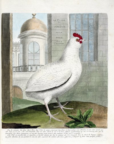 Planche zoologique (ornithologie) : Poule de Virginie ou poules sans croupion (poule domestique ou gallus gallus). Illustration dans « L