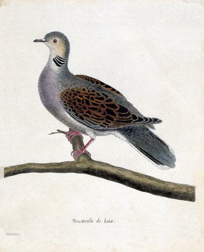 Planche zoologique (ornithologie) : Tourterelle des bois (tourterelle des bois ou streptopelia turtur) sur une branche. Illustration dans « L