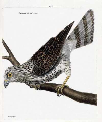 Planche zoologique (ornithologie) : autour des palombes (accipiter gentilis) sur une branche. Illustration dans « L