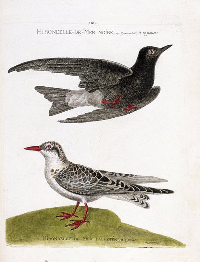Tableau zoologique (ornithologie) : hirondelle de mer noire (chlidonias niger) en vol et hirondelle de mer tachetée (chlidonias hybrida). Illustration dans « L