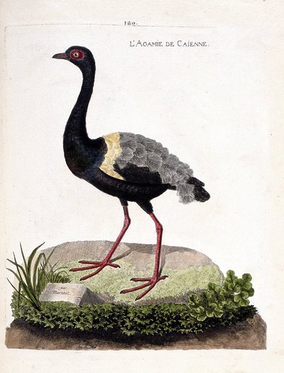 Carte zoologique (ornithologie) : agami trompette (psophia crepitans). Illustration dans « L