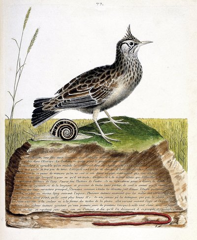 Planche zoologique (ornithologie) : cochevis huppé (Galerida cristata). Illustration dans « L