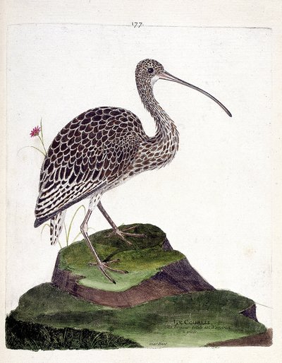 Planche zoologique (ornithologie) : Courlis (courlis cendré ou numenius arquata). Illustration dans « L
